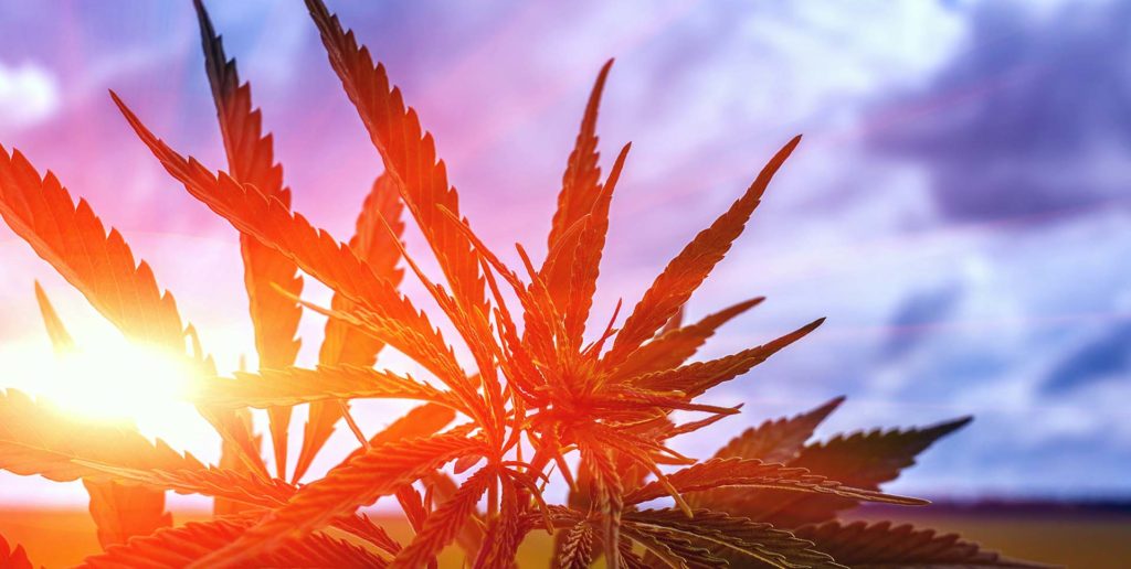cannabis regulatory experts