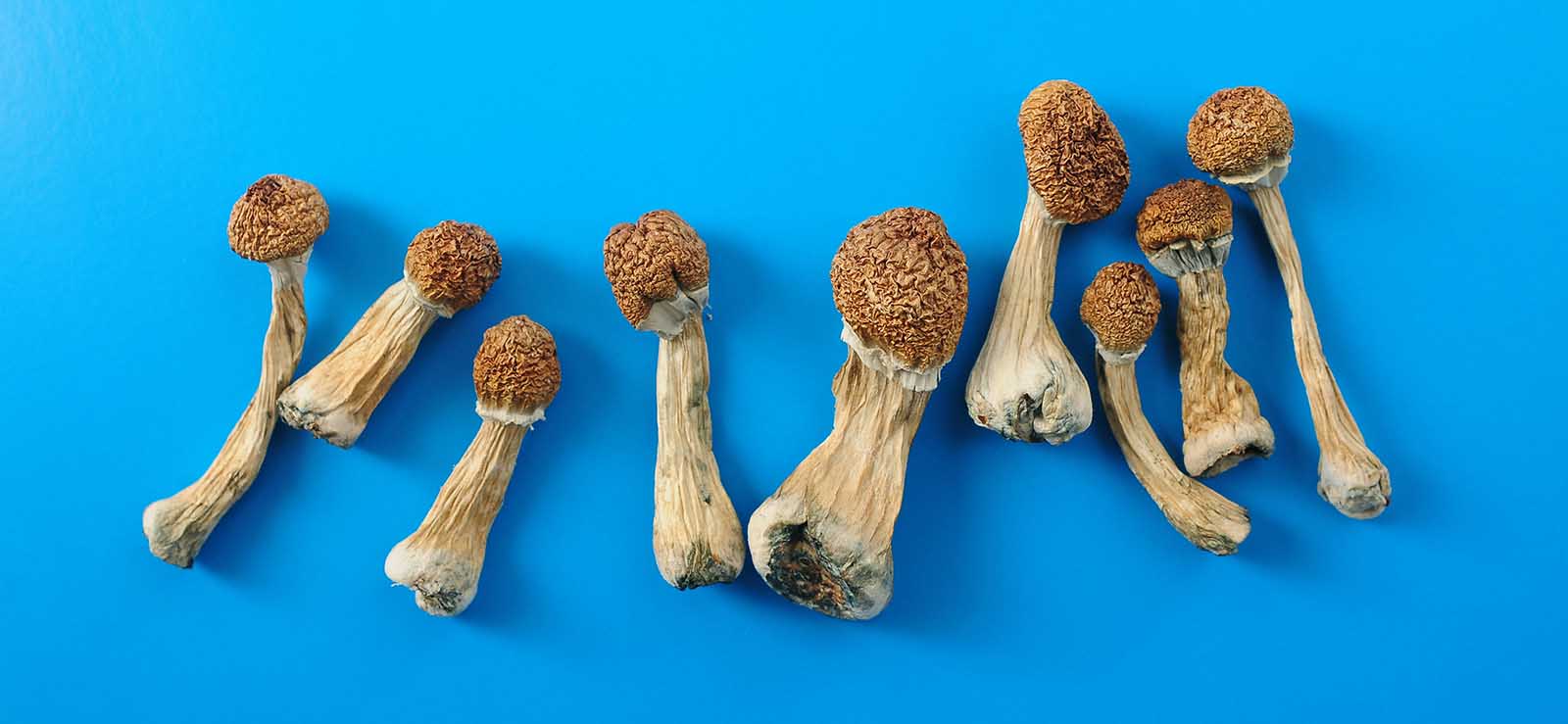 microdosing psychedelic mushrooms