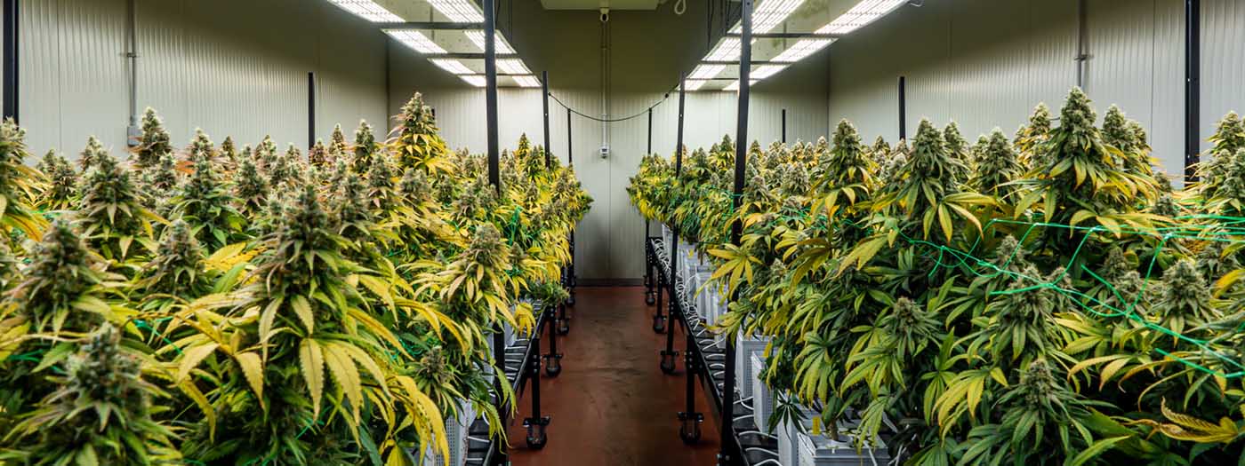 cannabis cultivation facility design