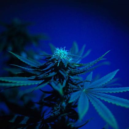 Cannabis marijuana flowering bud with trichomes in dark blue light with big leafs. Beautiful background with cannabis plant. Medical Marijuanna in vegetative period.